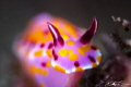   Sweet Ceratosoma amoenum  